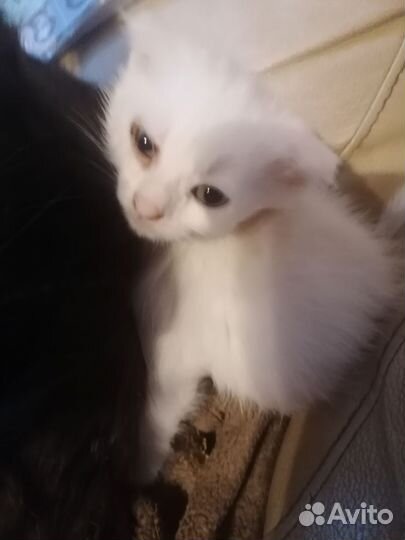 Котёнок белоснежный девочка