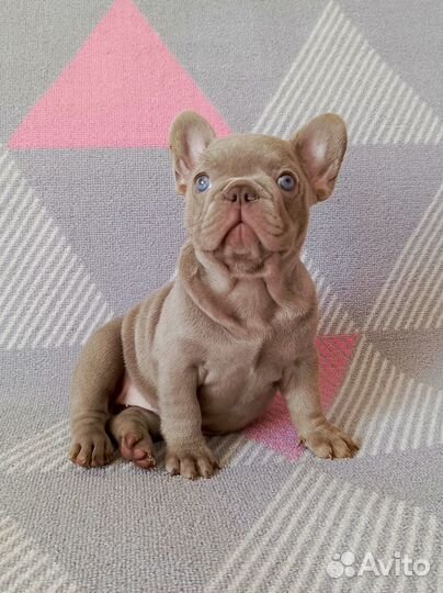 Прелестная девчушка