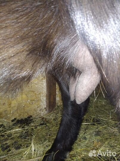 Дойная коза