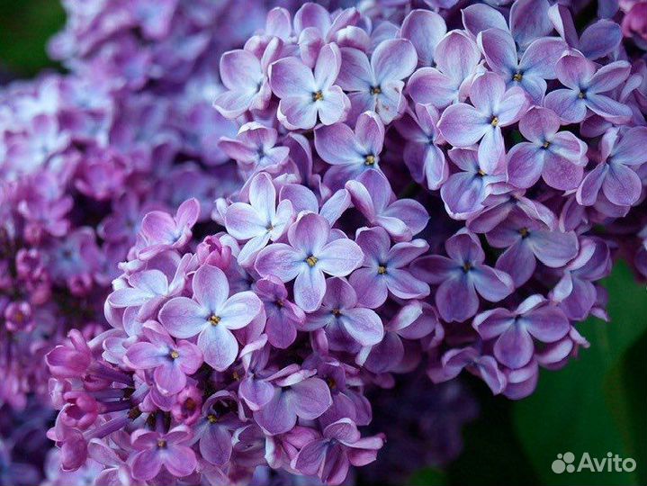 Саженцы сирени