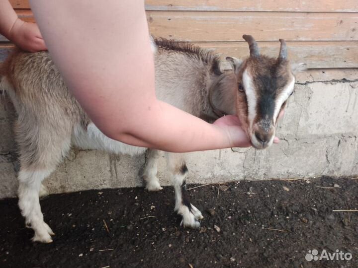 Козочки на племя