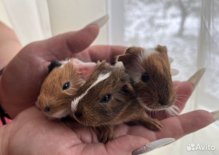 Морская свинка