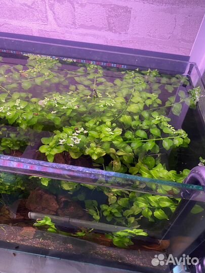 Аквариумные растения, гуппи