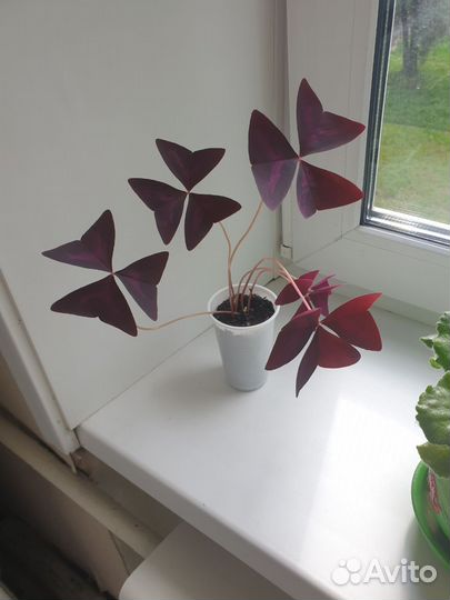 Оксалис (кислица) комнатное растение