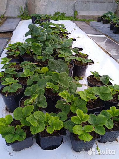 Саженцы клубники