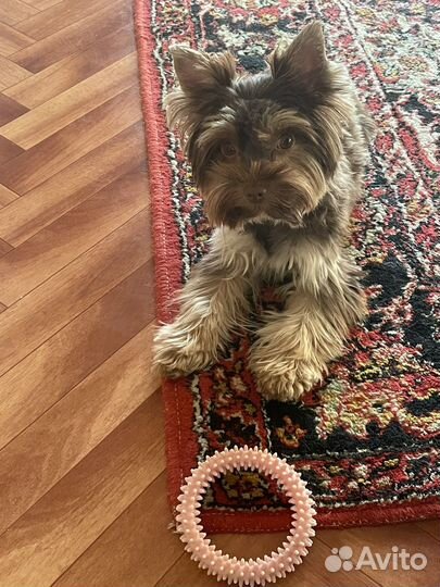 Зооняня, выгул, передержка