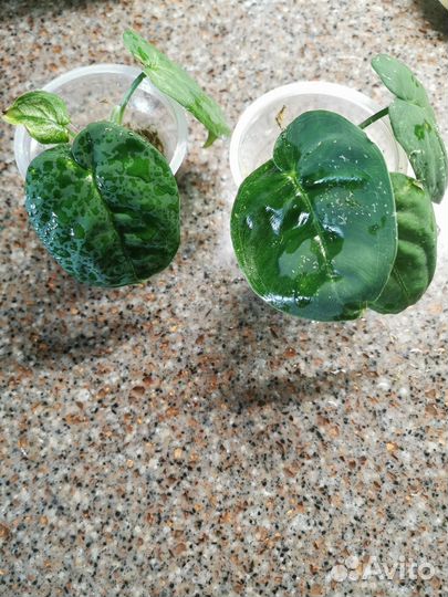 Айс рост Сингониум Холодное сердце