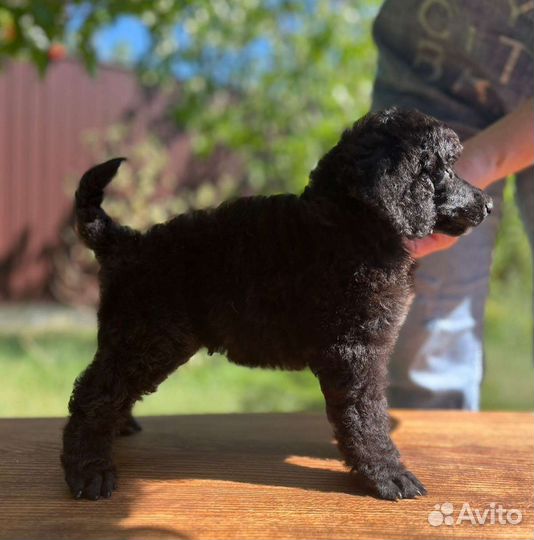 Мини и средний пудели