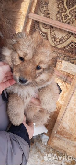 Маленькая собака в добрые руки бесплатно