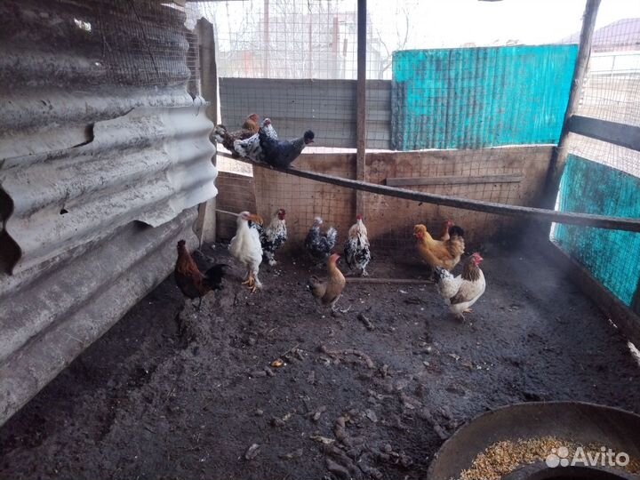 Корольки несушки