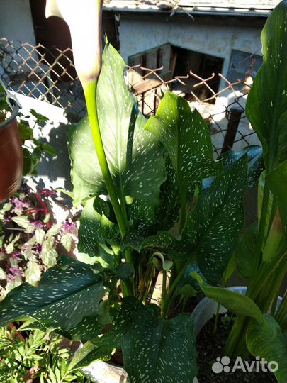 Кала фиолетовая в горшке