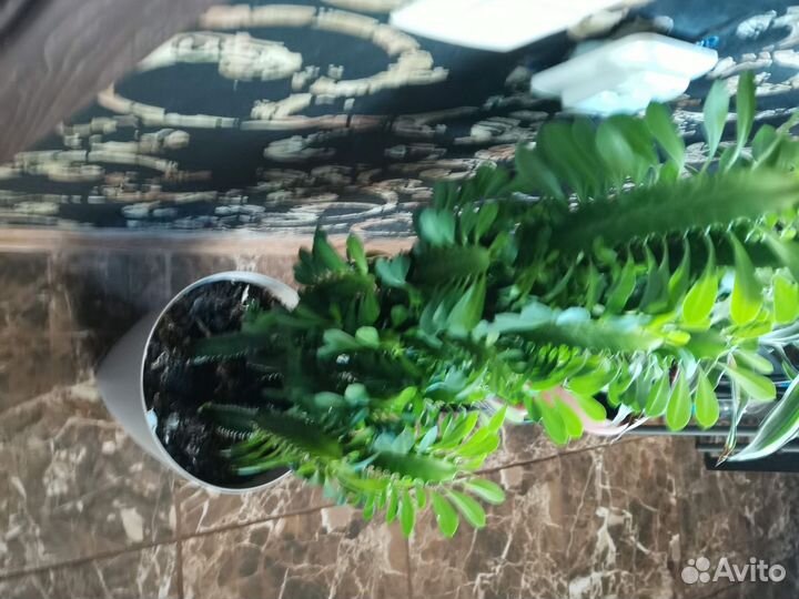 Молочай треугольный