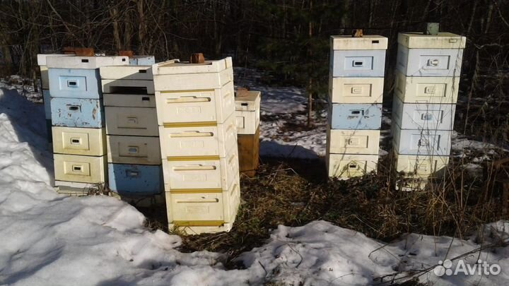Продам пасеку