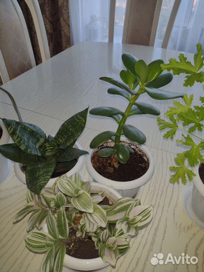 Комнатные растения цветы