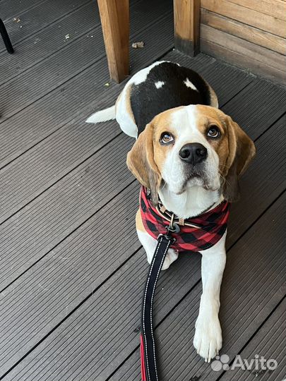 Бигль вязка