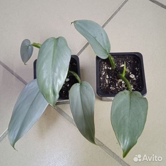 Филодендроны и монстеры