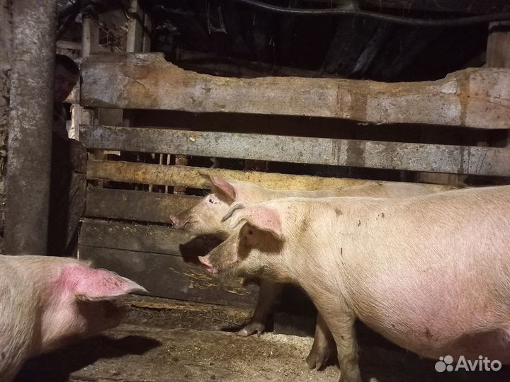 Продаю поросят