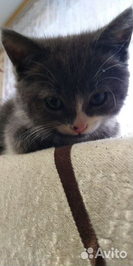Котенок