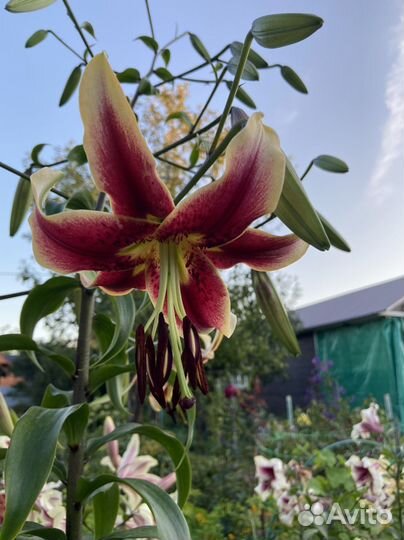 Лилии от-гибриды. Голландия