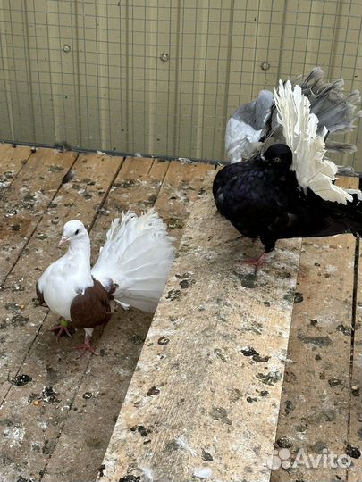 Голуби павлины