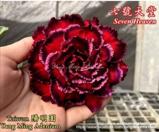 Комнатные цветы адениум