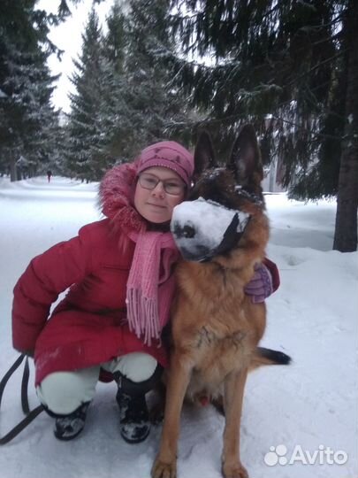 Зооняня приходящая сутки, часы, выгул, передержка