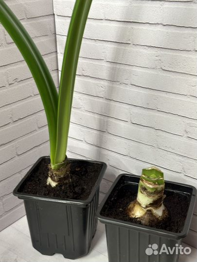 Гиппеаструм