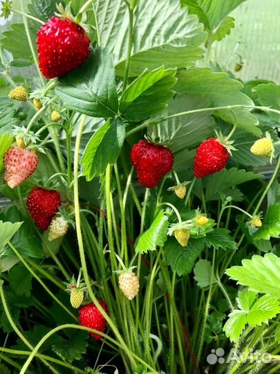 Рассада вкусной сортовой земляники (24 шт)
