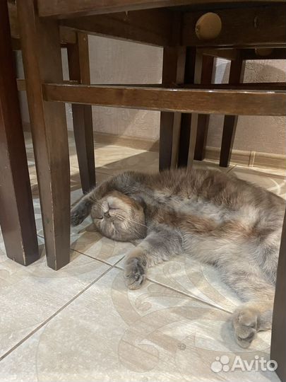 Британская кошка