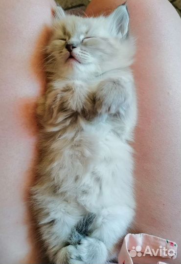 Котята в добрые руки бесплатно