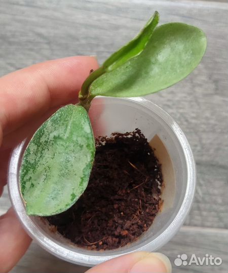 Хойи сортовые