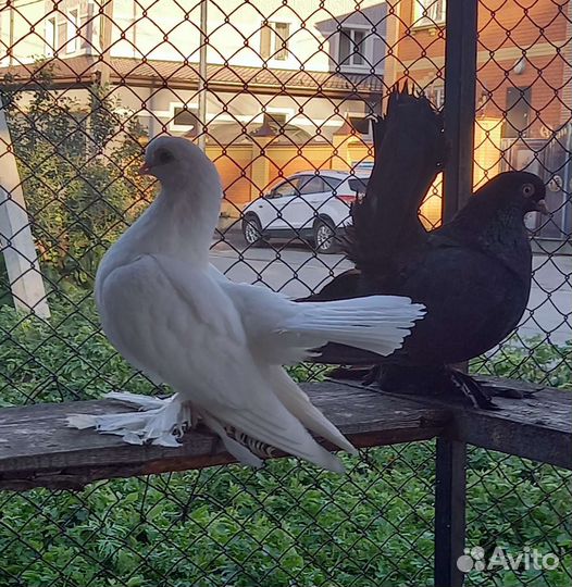 Голуби