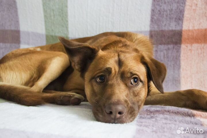 Собака в добрые руки