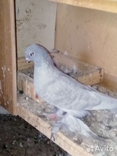 Продажа голубей