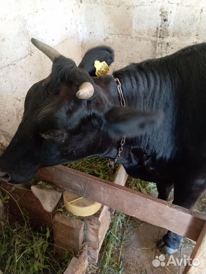 Нетель 1.5 года