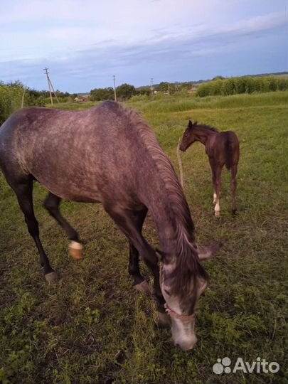 Лошадь5 лет с жеребенком