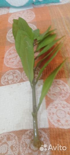 Глоксиния, сенсивьера, замиокулькас