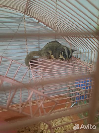 Белка Летяга