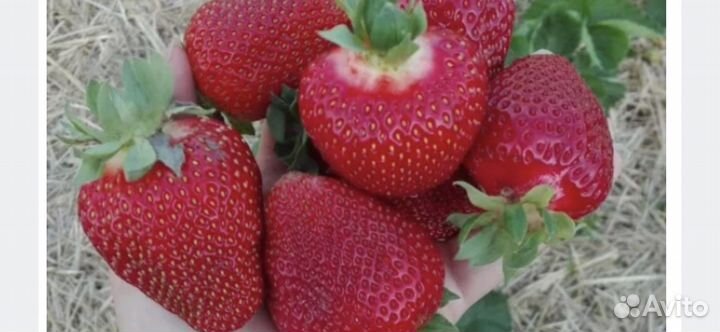 Азия,Альбион