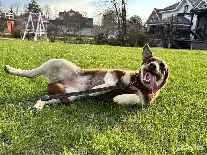 Метис хаски