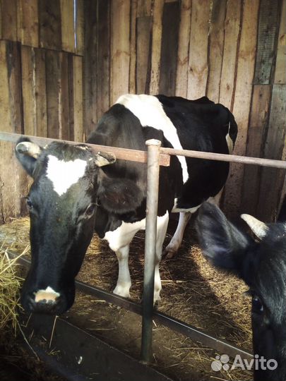 Корова дойная