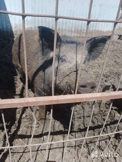 Овцы ягнята козы поросята крс