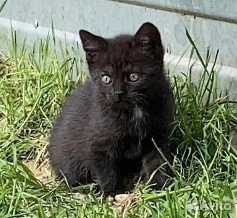 Очаровательные котята ищут дом
