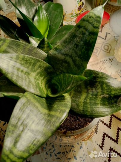 Сансевиерии сортовые