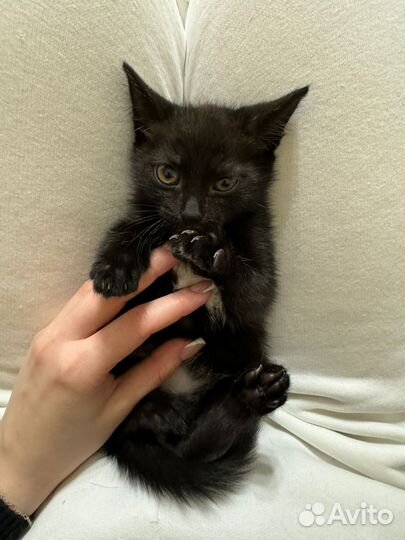 Котята