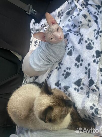 Донской сфинкс