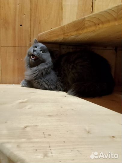 Кот в дар