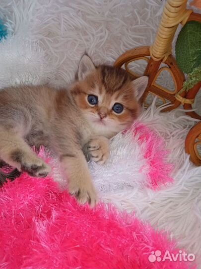 Золотое чудо