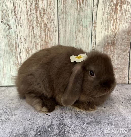 Кролик декоративный минилоп