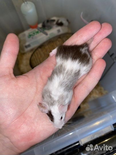 Декоративнеы мыши